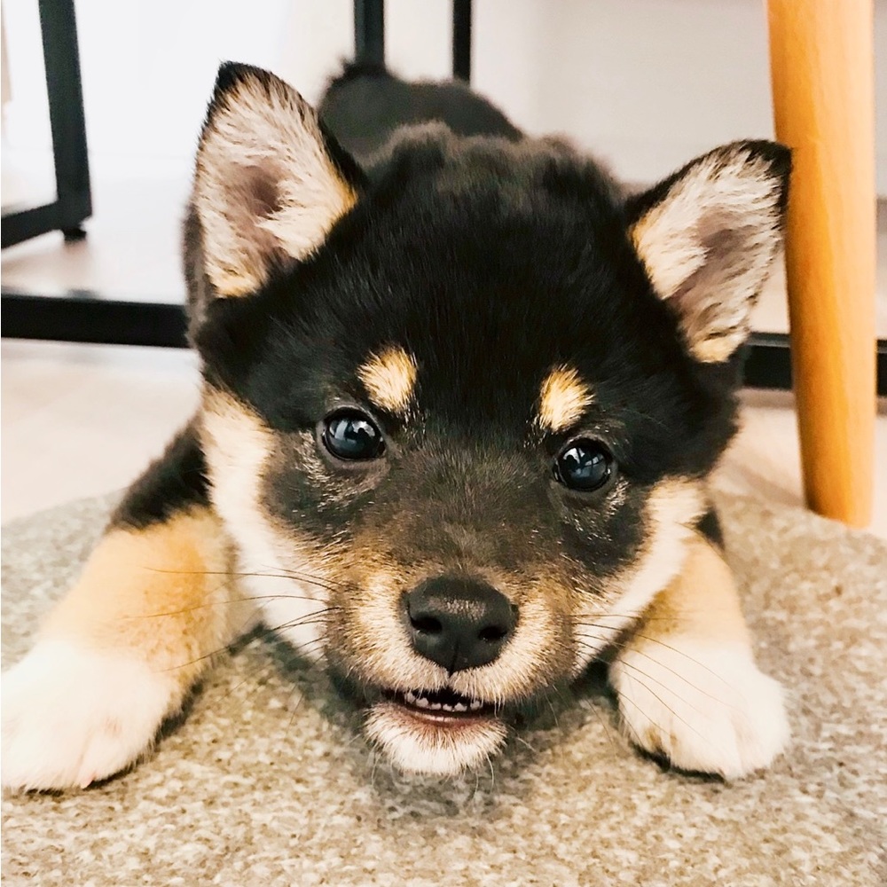 Meet your Posher, Maki